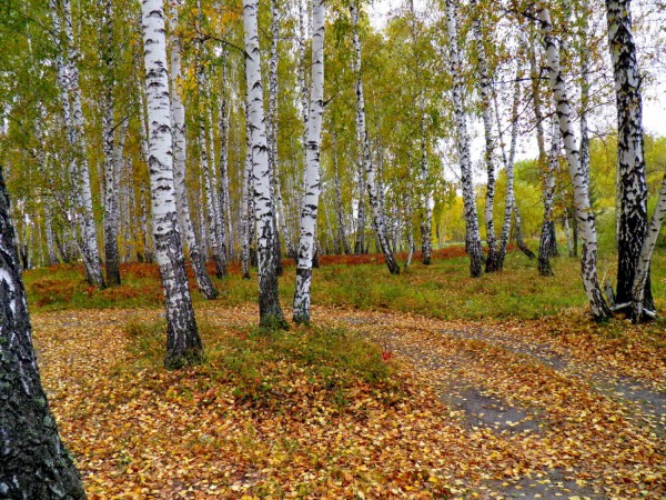 Осень, Лес,Свердловская область, Екатеринбург