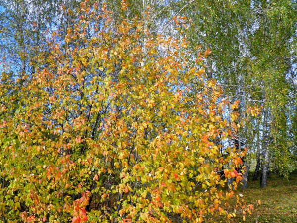 Осень, Лес,Свердловская область, Екатеринбург